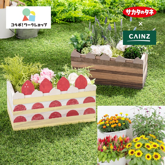 タネから育てるケーキ風プランター