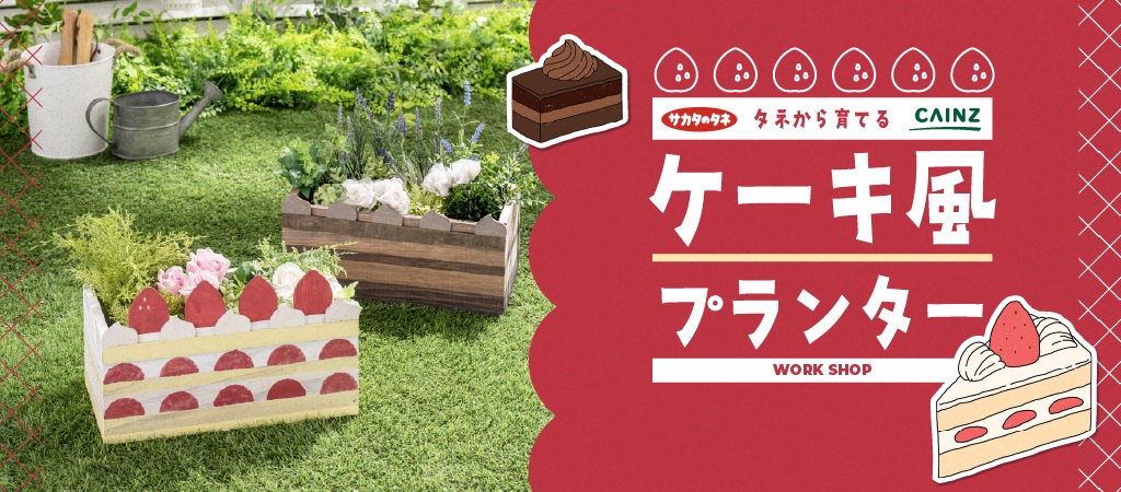 タネから育てるケーキ風プランター