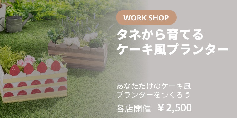 タネから育てるケーキ風プランター