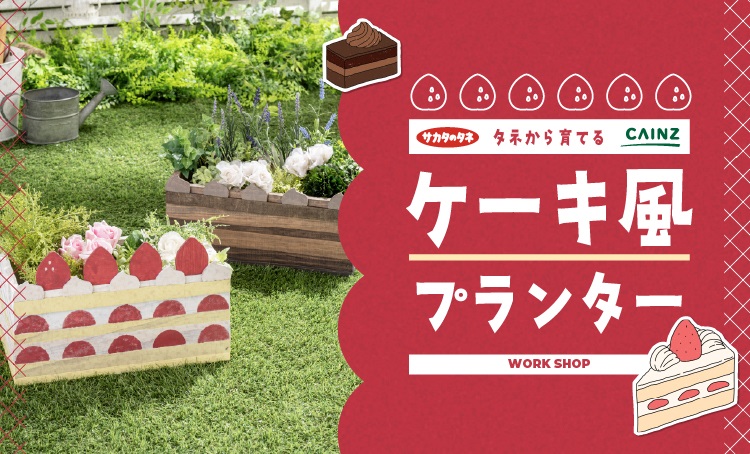 タネから育てるケーキ風プランター